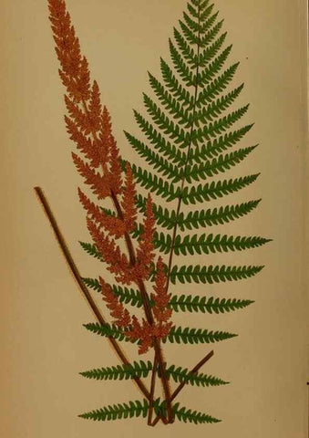Reproducción/Reproduction 49627953748: Ferns: British and exotic.... London,Groombridge and Sons,1856-60.. 