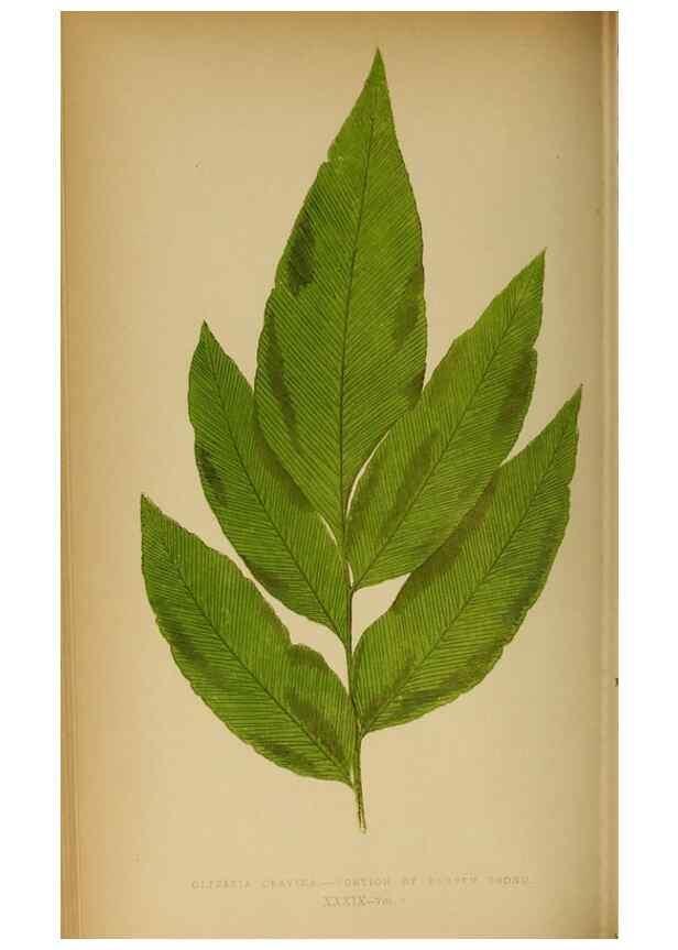 Reproducción/Reproduction 49628197581: Ferns: British and exotic.... London,Groombridge and Sons,1856-60.. 