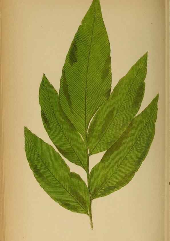 Reproducción/Reproduction 49628197581: Ferns: British and exotic.... London,Groombridge and Sons,1856-60.. 