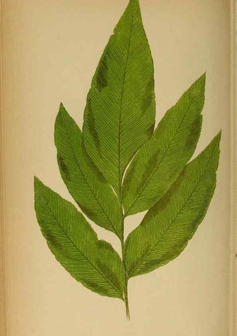 Reproducción/Reproduction 49628197581: Ferns: British and exotic.... London,Groombridge and Sons,1856-60.. 