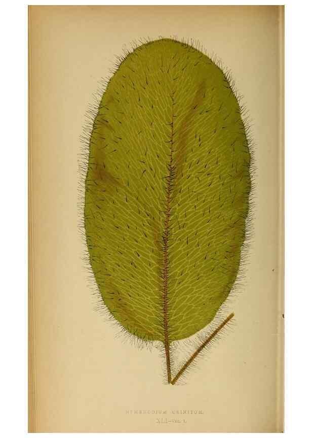 Reproducción/Reproduction 49627681383: Ferns: British and exotic.... London,Groombridge and Sons,1856-60.. 