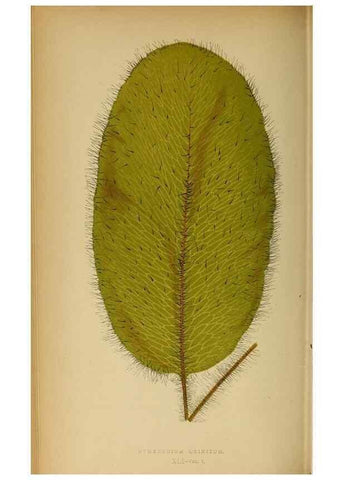 Reproducción/Reproduction 49627681383: Ferns: British and exotic.... London,Groombridge and Sons,1856-60.. 
