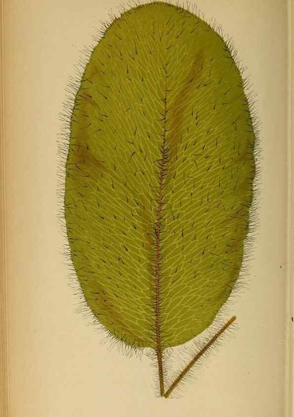 Reproducción/Reproduction 49627681383: Ferns: British and exotic.... London,Groombridge and Sons,1856-60.. 