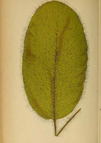 Reproducción/Reproduction 49627681383: Ferns: British and exotic.... London,Groombridge and Sons,1856-60.. 