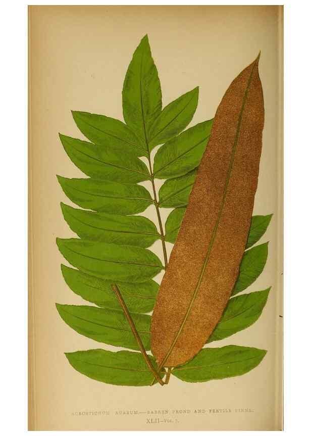 Reproducción/Reproduction 49628198396: Ferns: British and exotic.... London,Groombridge and Sons,1856-60.. 