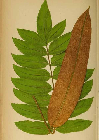 Reproducción/Reproduction 49628198396: Ferns: British and exotic.... London,Groombridge and Sons,1856-60.. 