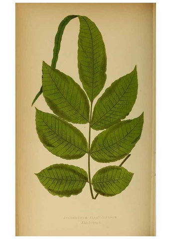 Reproducción/Reproduction 49627681853: Ferns: British and exotic.... London,Groombridge and Sons,1856-60.. 