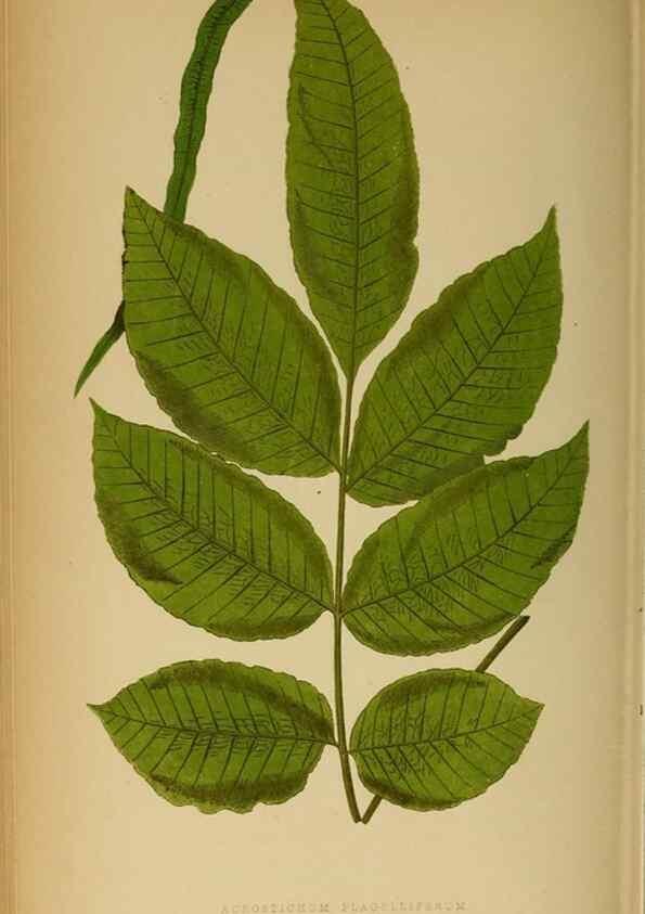 Reproducción/Reproduction 49627681853: Ferns: British and exotic.... London,Groombridge and Sons,1856-60.. 
