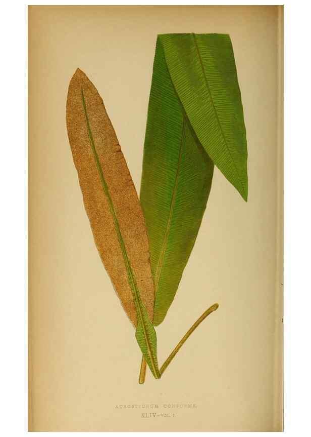 Reproducción/Reproduction 49628473427: Ferns: British and exotic.... London,Groombridge and Sons,1856-60.. 