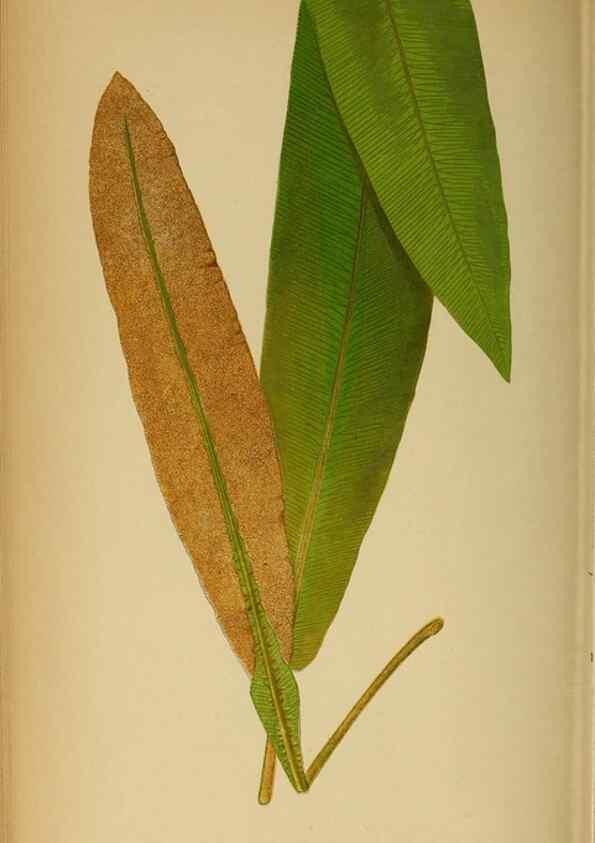 Reproducción/Reproduction 49628473427: Ferns: British and exotic.... London,Groombridge and Sons,1856-60.. 