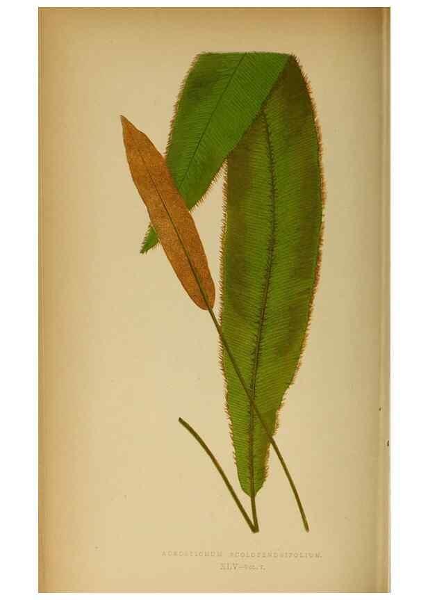 Reproducción/Reproduction 49627682338: Ferns: British and exotic.... London,Groombridge and Sons,1856-60.. 