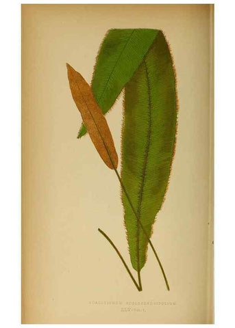 Reproducción/Reproduction 49627682338: Ferns: British and exotic.... London,Groombridge and Sons,1856-60.. 
