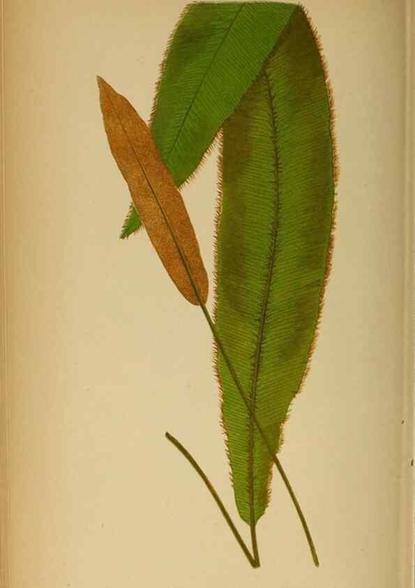 Reproducción/Reproduction 49627682338: Ferns: British and exotic.... London,Groombridge and Sons,1856-60.. 