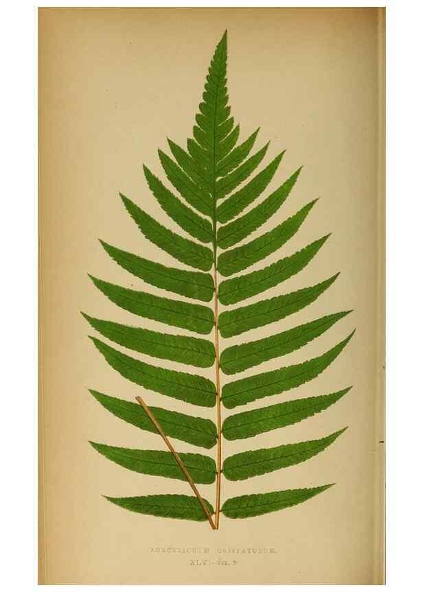 Reproducción/Reproduction 49628199346: Ferns: British and exotic.... London,Groombridge and Sons,1856-60.. 