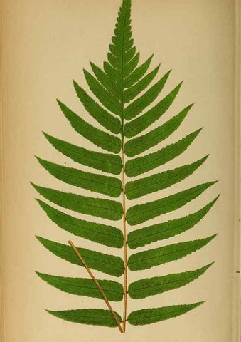 Reproducción/Reproduction 49628199346: Ferns: British and exotic.... London,Groombridge and Sons,1856-60.. 