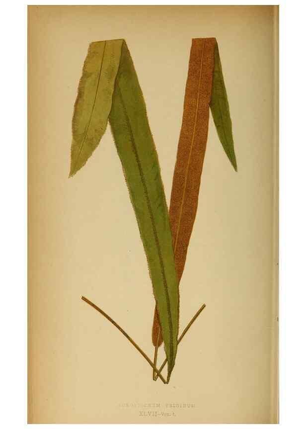 Reproducción/Reproduction 49628474082: Ferns: British and exotic.... London,Groombridge and Sons,1856-60.. 