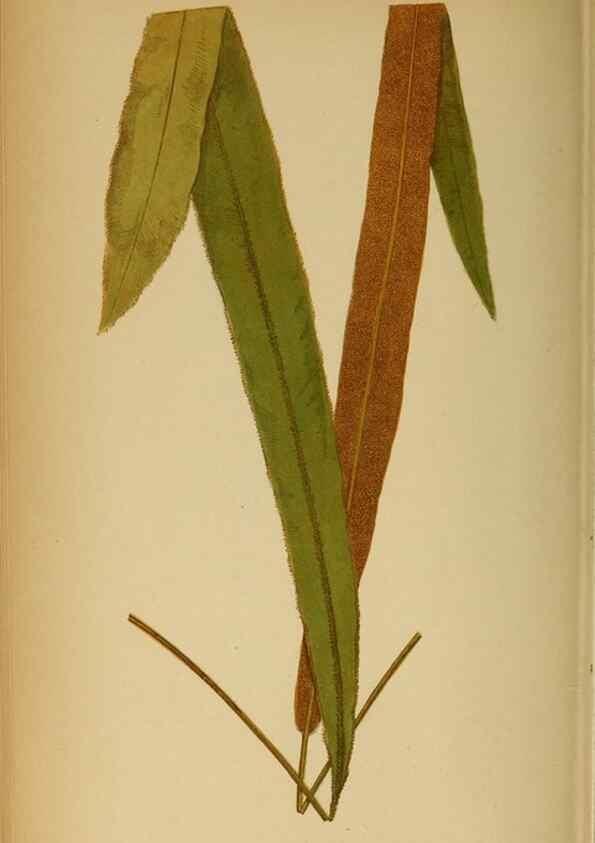 Reproducción/Reproduction 49628474082: Ferns: British and exotic.... London,Groombridge and Sons,1856-60.. 
