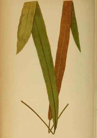 Reproducción/Reproduction 49628474082: Ferns: British and exotic.... London,Groombridge and Sons,1856-60.. 