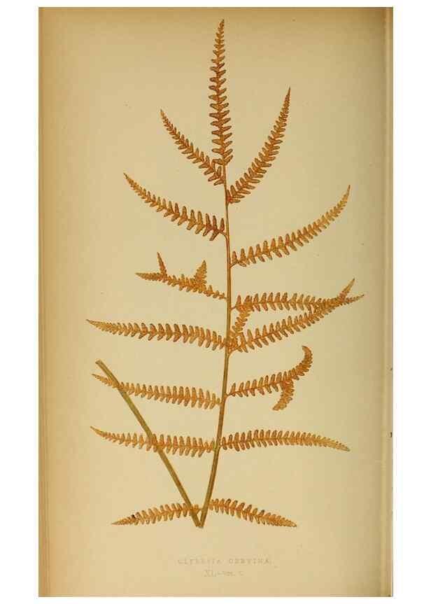 Reproducción/Reproduction 49627681198: Ferns: British and exotic.... London,Groombridge and Sons,1856-60.. 