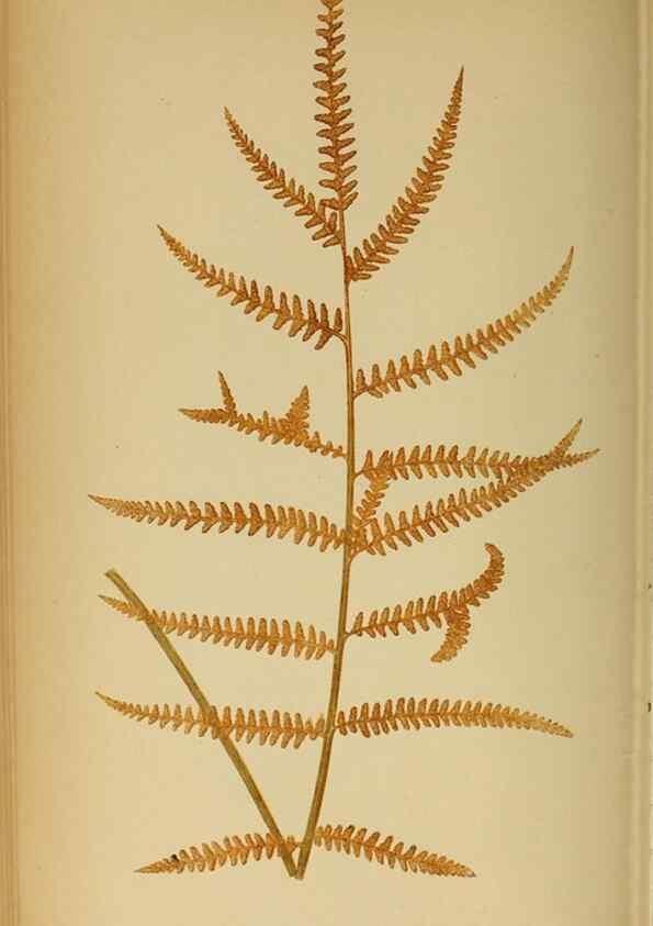 Reproducción/Reproduction 49627681198: Ferns: British and exotic.... London,Groombridge and Sons,1856-60.. 