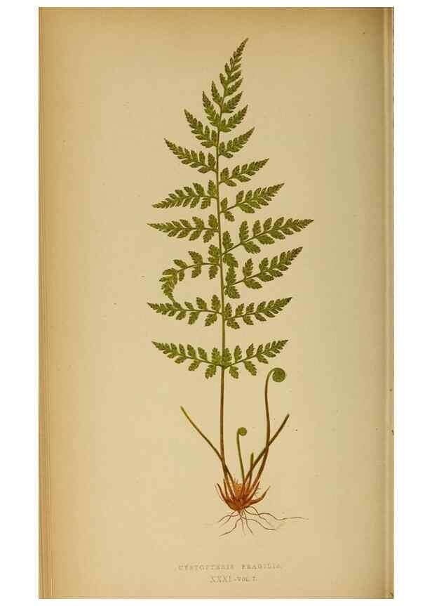Reproducción/Reproduction 49628195716: Ferns: British and exotic.... London,Groombridge and Sons,1856-60.. 