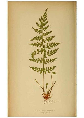 Reproducción/Reproduction 49628195716: Ferns: British and exotic.... London,Groombridge and Sons,1856-60.. 