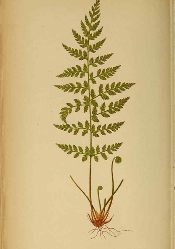 Reproducción/Reproduction 49628195716: Ferns: British and exotic.... London,Groombridge and Sons,1856-60.. 