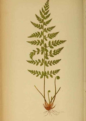Reproducción/Reproduction 49628195716: Ferns: British and exotic.... London,Groombridge and Sons,1856-60.. 