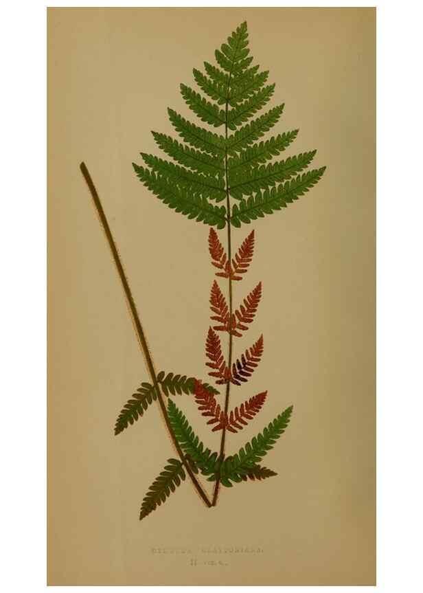 Reproducción/Reproduction 49627953893: Ferns: British and exotic.... London,Groombridge and Sons,1856-60.. 