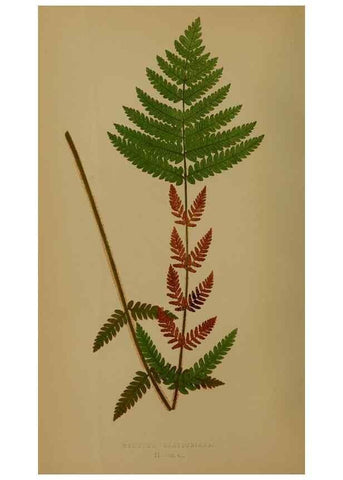 Reproducción/Reproduction 49627953893: Ferns: British and exotic.... London,Groombridge and Sons,1856-60.. 