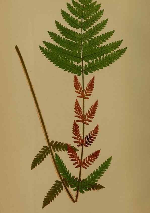 Reproducción/Reproduction 49627953893: Ferns: British and exotic.... London,Groombridge and Sons,1856-60.. 