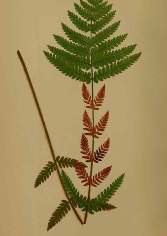 Reproducción/Reproduction 49627953893: Ferns: British and exotic.... London,Groombridge and Sons,1856-60.. 
