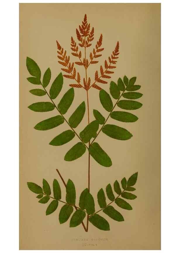 Reproducción/Reproduction 49627954123: Ferns: British and exotic.... London,Groombridge and Sons,1856-60.. 
