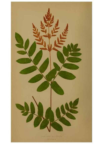 Reproducción/Reproduction 49627954123: Ferns: British and exotic.... London,Groombridge and Sons,1856-60.. 