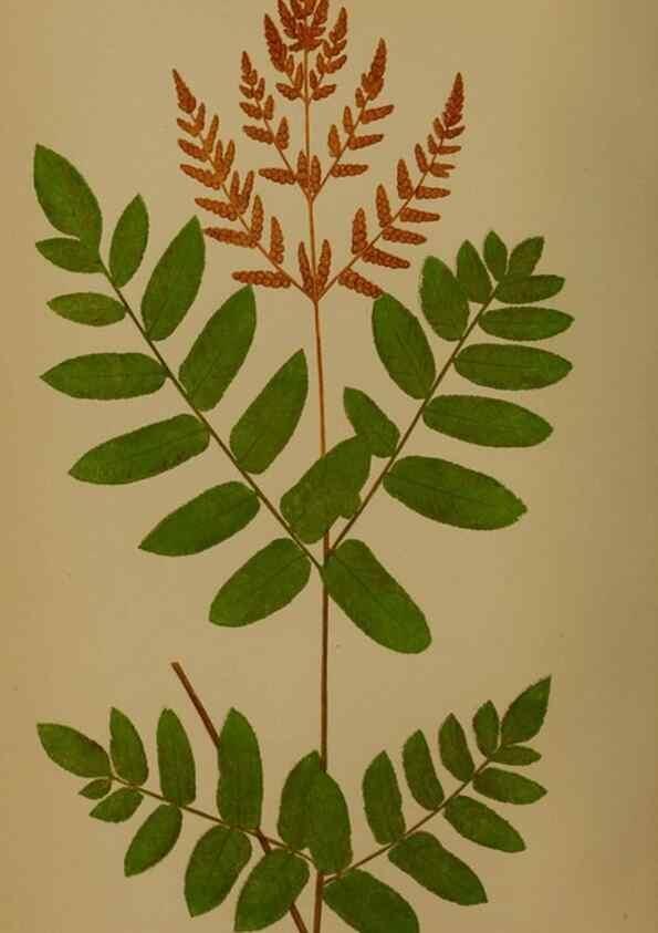 Reproducción/Reproduction 49627954123: Ferns: British and exotic.... London,Groombridge and Sons,1856-60.. 