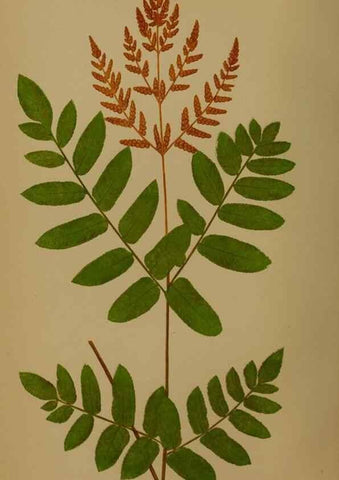 Reproducción/Reproduction 49627954123: Ferns: British and exotic.... London,Groombridge and Sons,1856-60.. 
