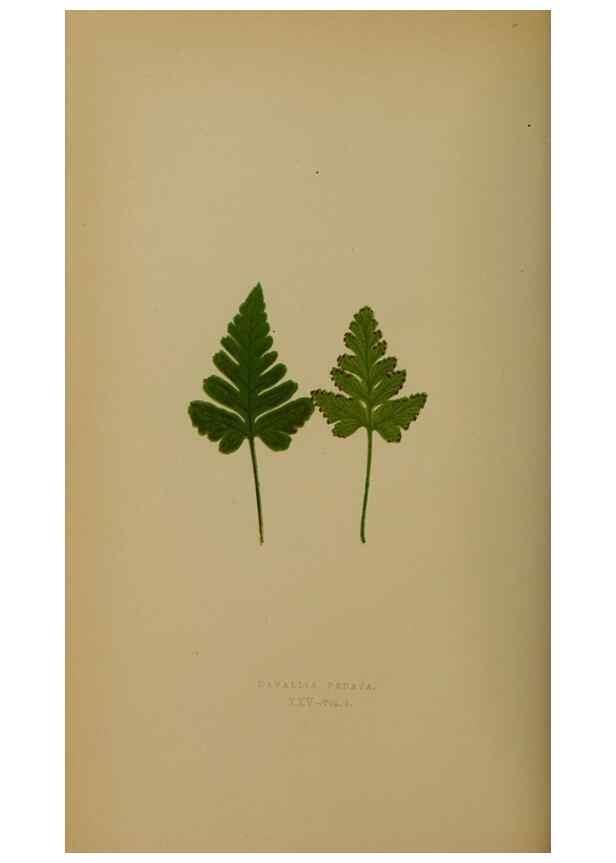Reproducción/Reproduction 49628476716: Ferns: British and exotic.... London,Groombridge and Sons,1856-60.. 