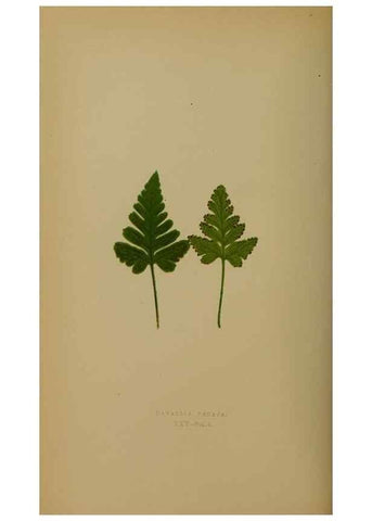 Reproducción/Reproduction 49628476716: Ferns: British and exotic.... London,Groombridge and Sons,1856-60.. 