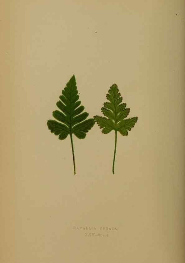 Reproducción/Reproduction 49628476716: Ferns: British and exotic.... London,Groombridge and Sons,1856-60.. 