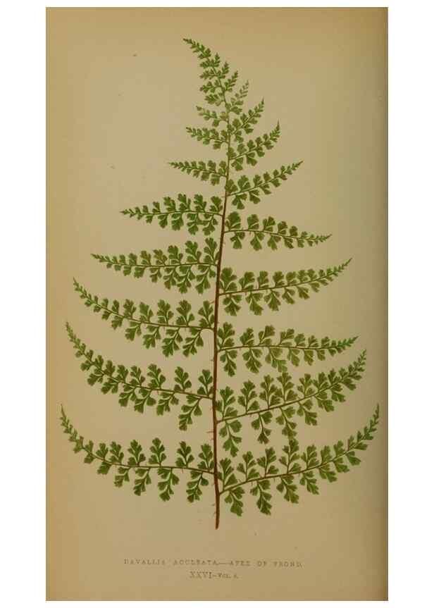 Reproducción/Reproduction 49627957493: Ferns: British and exotic.... London,Groombridge and Sons,1856-60.. 