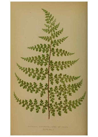 Reproducción/Reproduction 49627957493: Ferns: British and exotic.... London,Groombridge and Sons,1856-60.. 