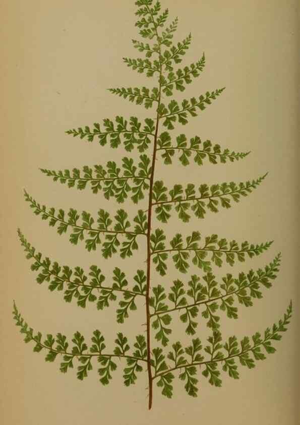 Reproducción/Reproduction 49627957493: Ferns: British and exotic.... London,Groombridge and Sons,1856-60.. 