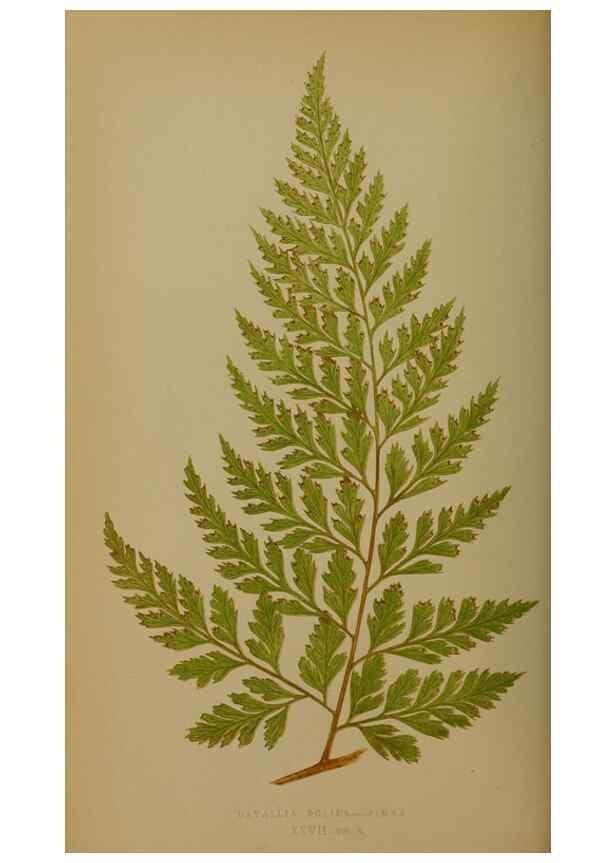Reproducción/Reproduction 49628476961: Ferns: British and exotic.... London,Groombridge and Sons,1856-60.. 