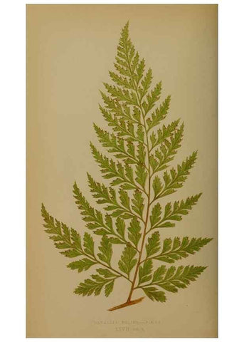Reproducción/Reproduction 49628476961: Ferns: British and exotic.... London,Groombridge and Sons,1856-60.. 