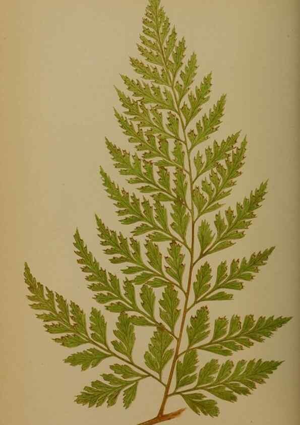 Reproducción/Reproduction 49628476961: Ferns: British and exotic.... London,Groombridge and Sons,1856-60.. 