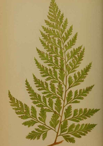 Reproducción/Reproduction 49628476961: Ferns: British and exotic.... London,Groombridge and Sons,1856-60.. 