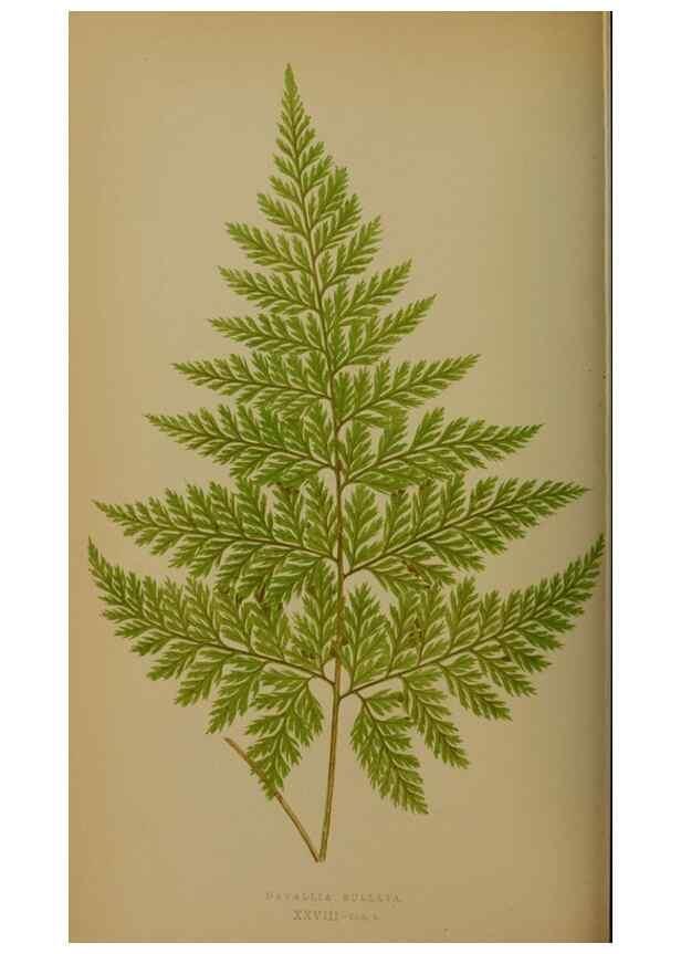 Reproducción/Reproduction 49628477091: Ferns: British and exotic.... London,Groombridge and Sons,1856-60.. 