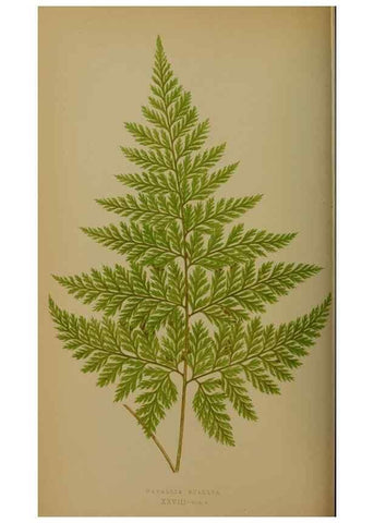 Reproducción/Reproduction 49628477091: Ferns: British and exotic.... London,Groombridge and Sons,1856-60.. 