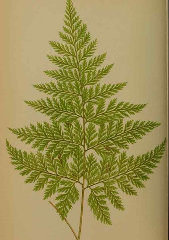 Reproducción/Reproduction 49628477091: Ferns: British and exotic.... London,Groombridge and Sons,1856-60.. 
