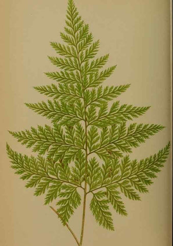 Reproducción/Reproduction 49628477091: Ferns: British and exotic.... London,Groombridge and Sons,1856-60.. 